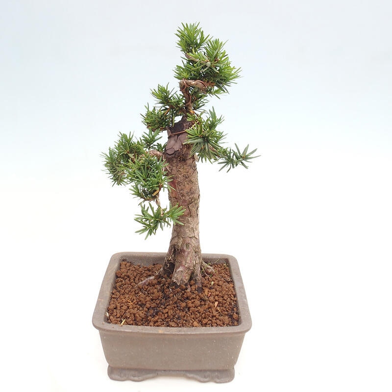 Venkovní bonsai - Taxus cuspidata  - Tis japonský