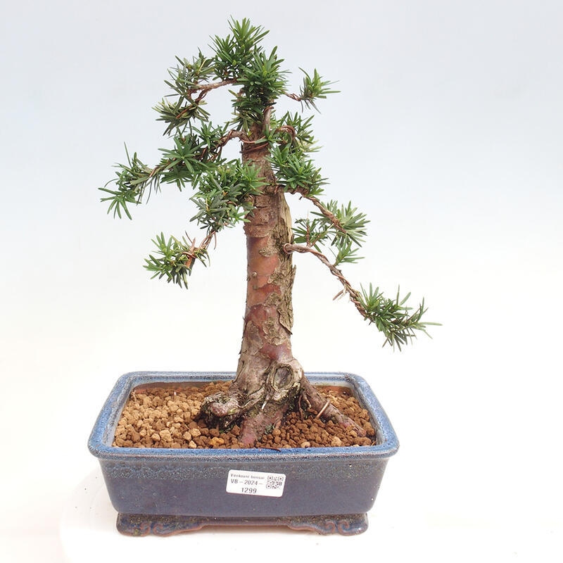 Venkovní bonsai - Taxus cuspidata  - Tis japonský