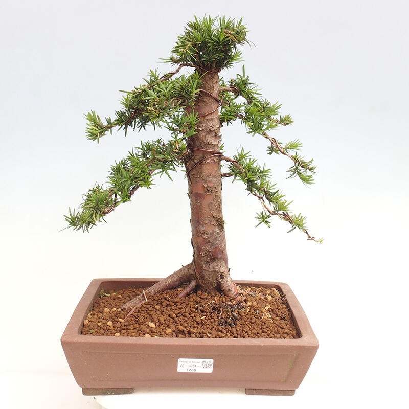 Venkovní bonsai - Taxus cuspidata  - Tis japonský