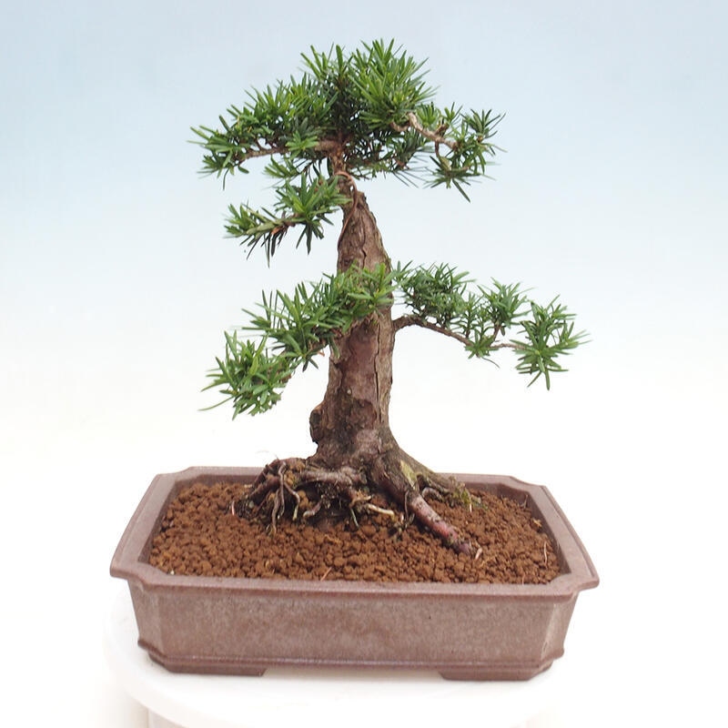 Venkovní bonsai - Taxus cuspidata  - Tis japonský