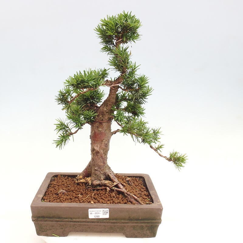 Venkovní bonsai - Taxus cuspidata  - Tis japonský