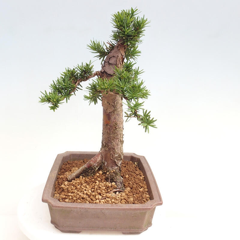 Venkovní bonsai - Taxus cuspidata  - Tis japonský