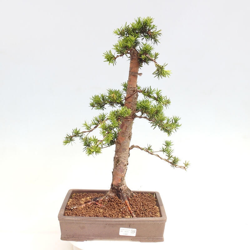 Venkovní bonsai - Taxus cuspidata  - Tis japonský