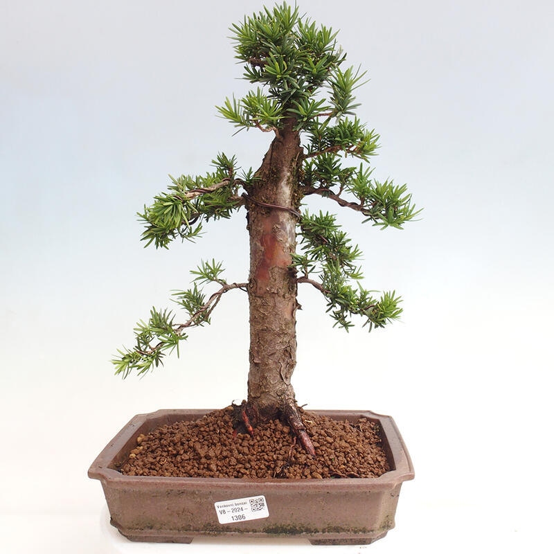 Venkovní bonsai - Taxus cuspidata  - Tis japonský