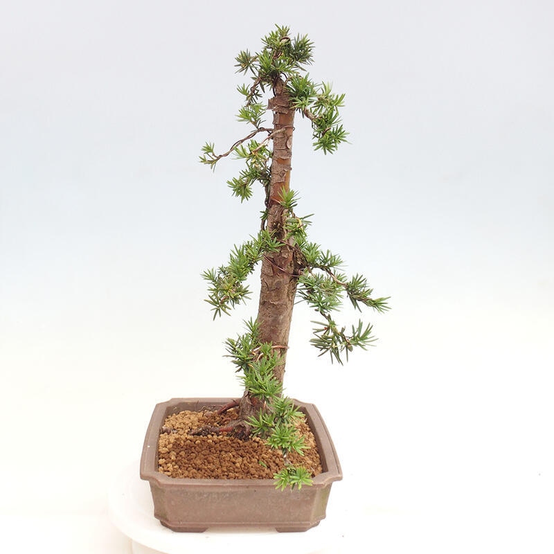 Venkovní bonsai - Taxus cuspidata  - Tis japonský