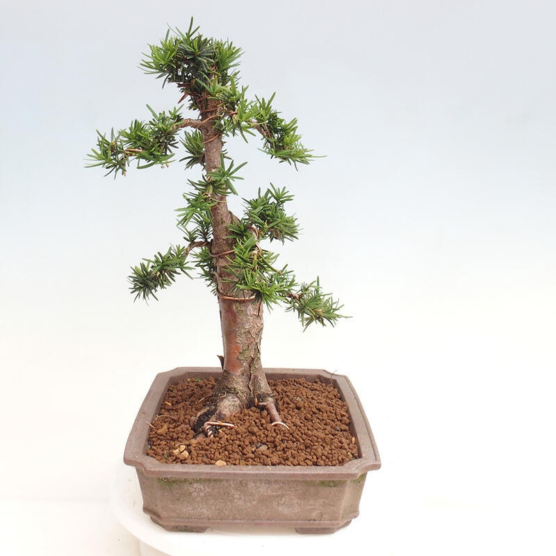 Venkovní bonsai - Taxus cuspidata  - Tis japonský