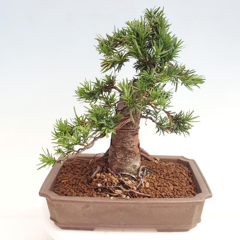 Venkovní bonsai - Taxus cuspidata  - Tis japonský