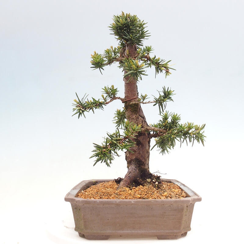 Venkovní bonsai - Taxus cuspidata  - Tis japonský