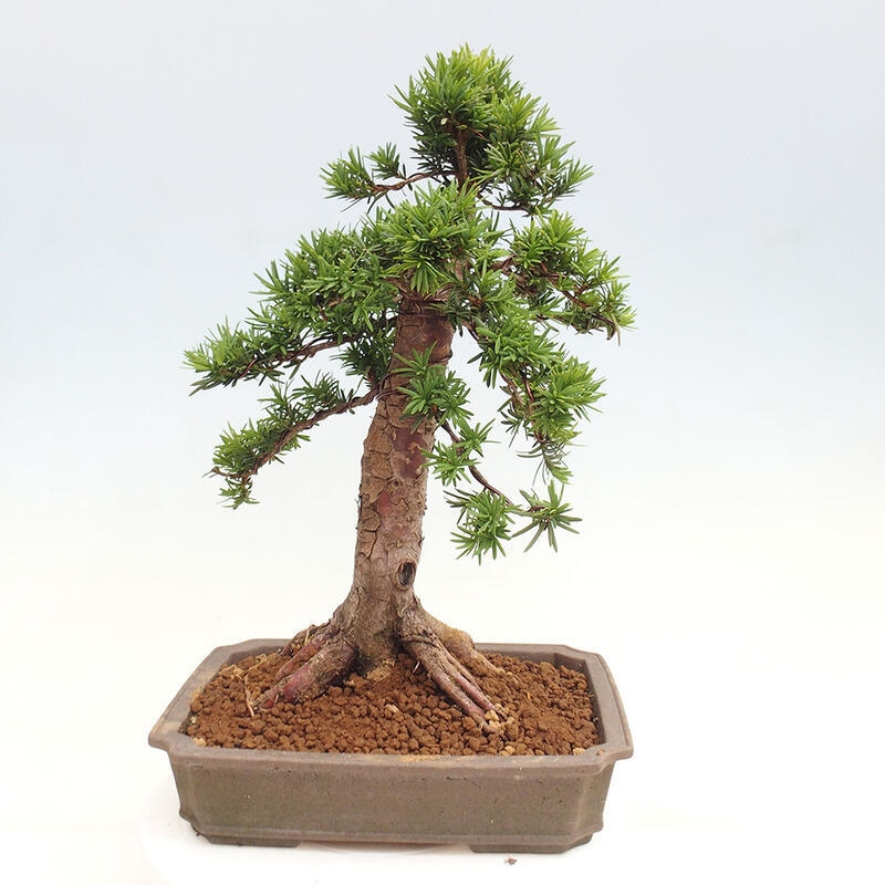 Venkovní bonsai - Taxus cuspidata  - Tis japonský