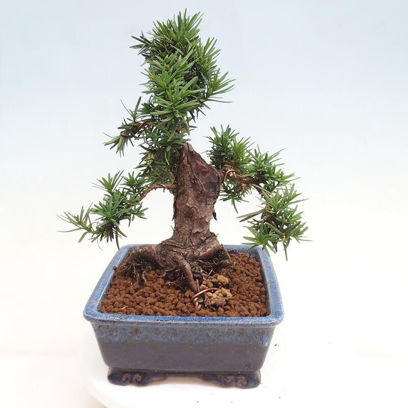 Venkovní bonsai - Taxus cuspidata  - Tis japonský