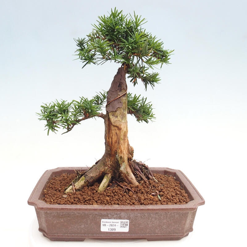 Venkovní bonsai - Taxus cuspidata  - Tis japonský