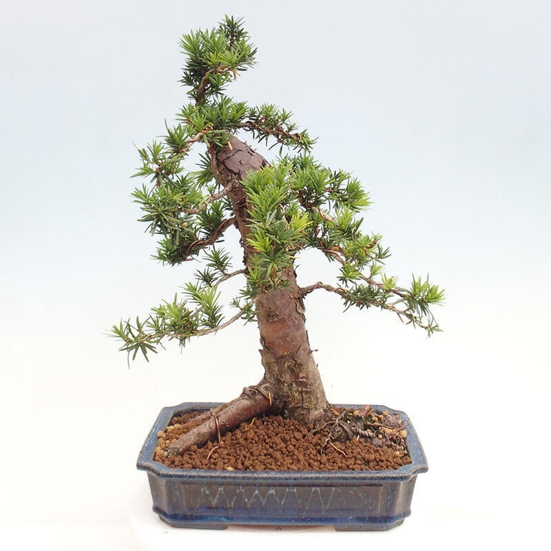 Venkovní bonsai - Taxus cuspidata  - Tis japonský