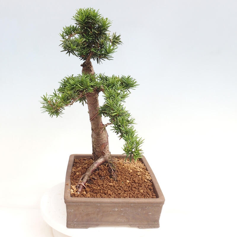 Venkovní bonsai - Taxus cuspidata  - Tis japonský