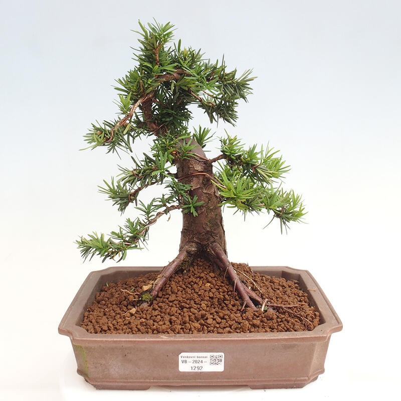 Venkovní bonsai - Taxus cuspidata  - Tis japonský