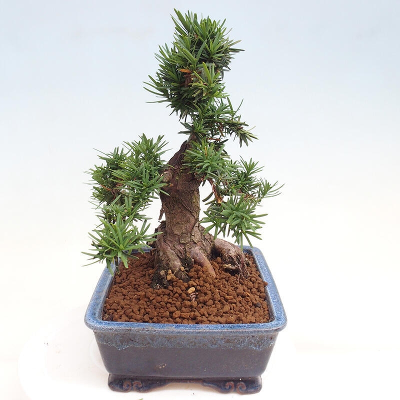 Venkovní bonsai - Taxus cuspidata  - Tis japonský