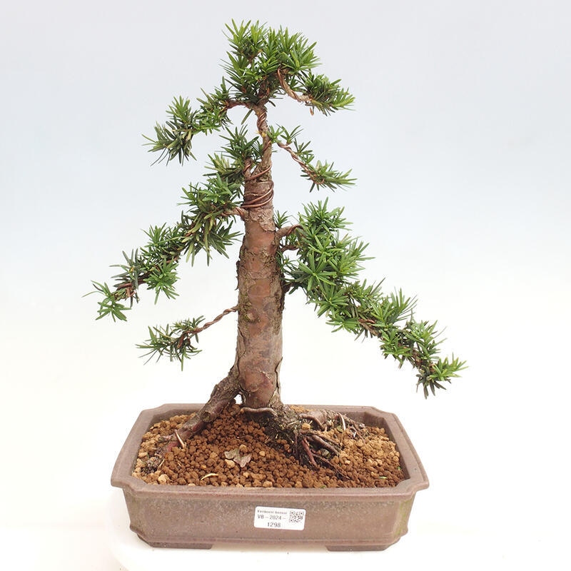 Venkovní bonsai - Taxus cuspidata  - Tis japonský