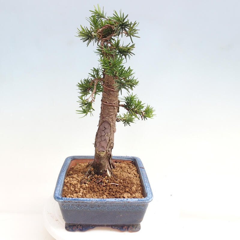 Venkovní bonsai - Taxus cuspidata  - Tis japonský