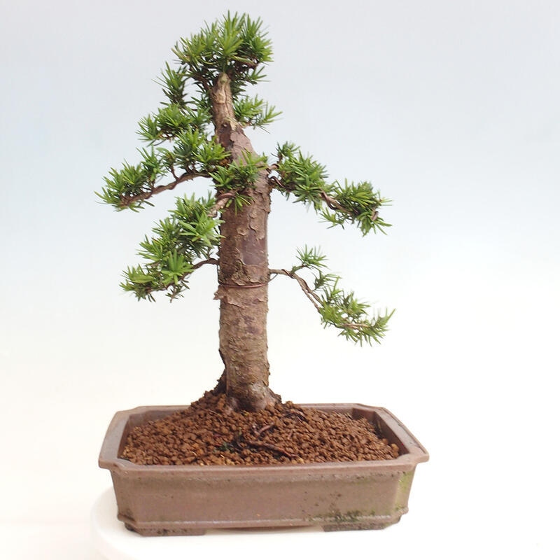 Venkovní bonsai - Taxus cuspidata  - Tis japonský