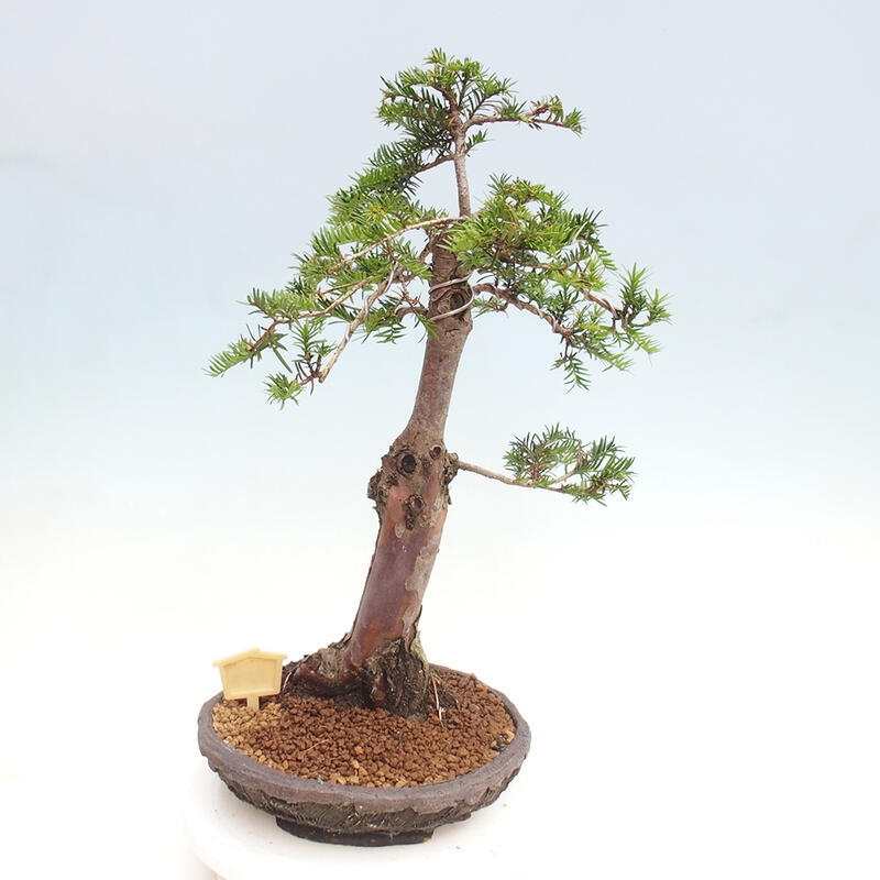 Venkovní bonsai - Taxus cuspidata  - Tis japonský