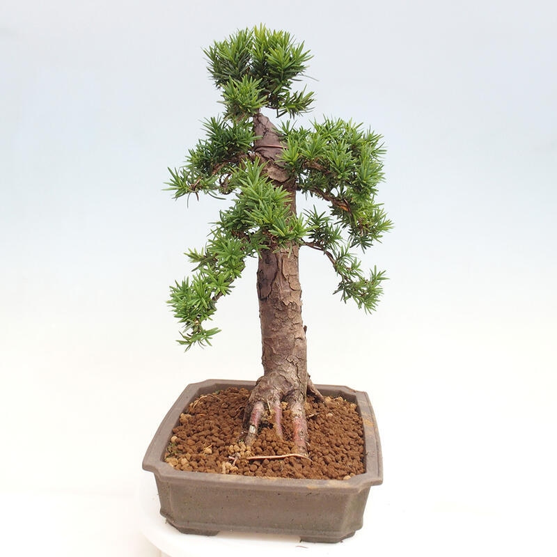 Venkovní bonsai - Taxus cuspidata  - Tis japonský