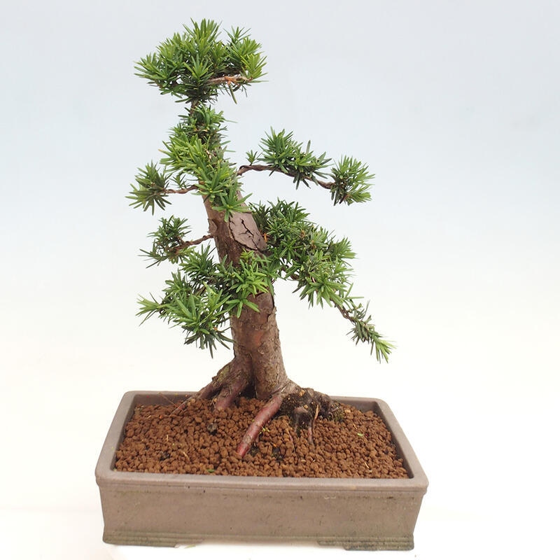 Venkovní bonsai - Taxus cuspidata  - Tis japonský