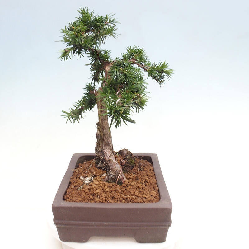 Venkovní bonsai - Taxus cuspidata  - Tis japonský