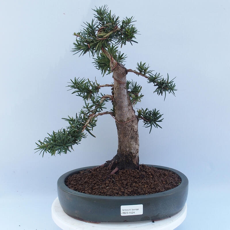 Venkovní bonsai - Taxus cuspidata  - Tis japonský