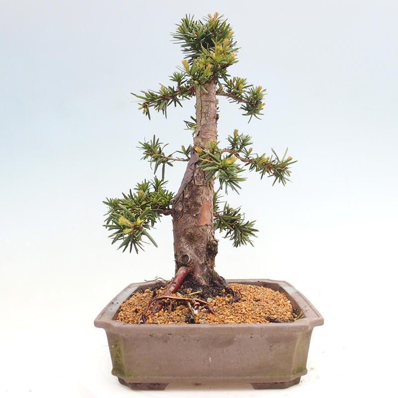 Venkovní bonsai - Taxus cuspidata  - Tis japonský