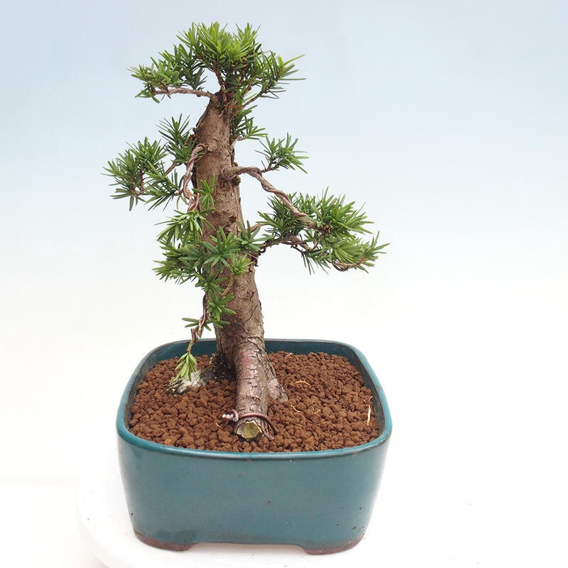 Venkovní bonsai - Taxus cuspidata  - Tis japonský