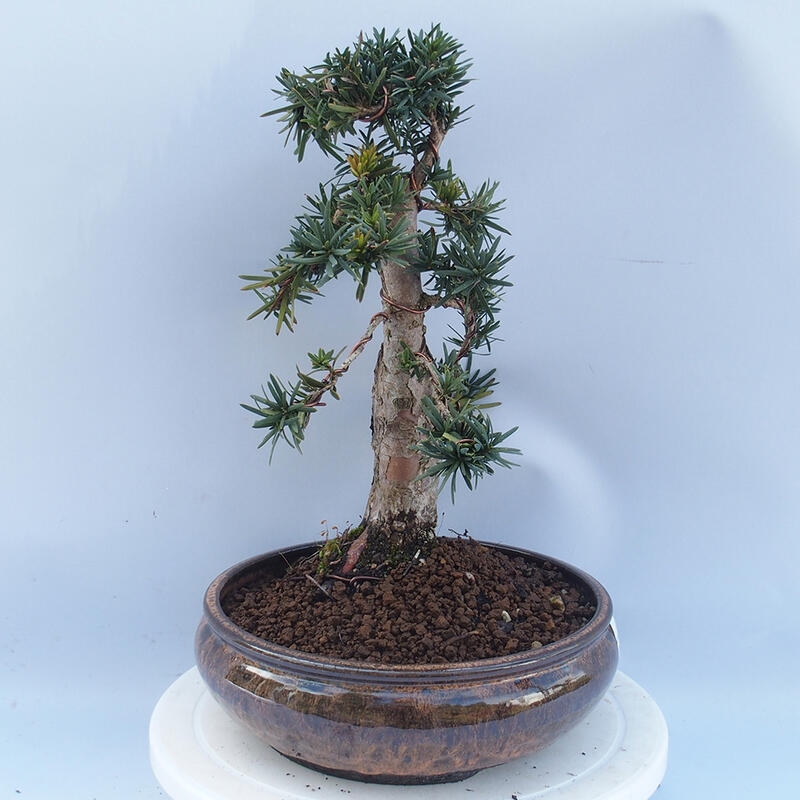 Venkovní bonsai - Taxus cuspidata  - Tis japonský