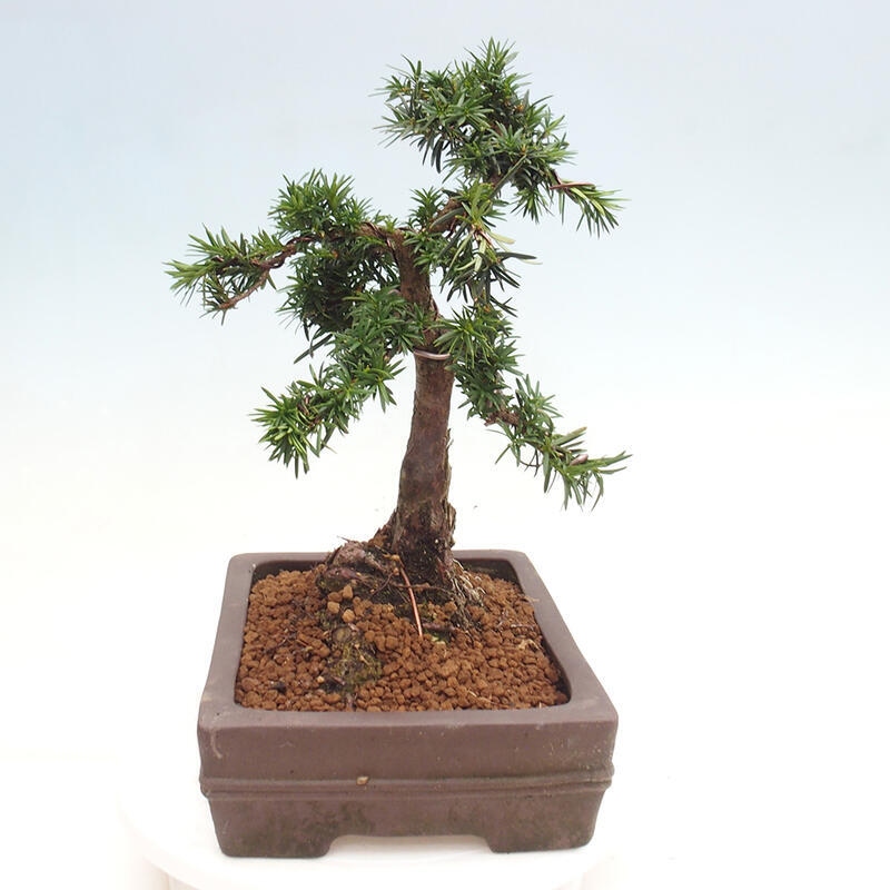 Venkovní bonsai - Taxus cuspidata  - Tis japonský