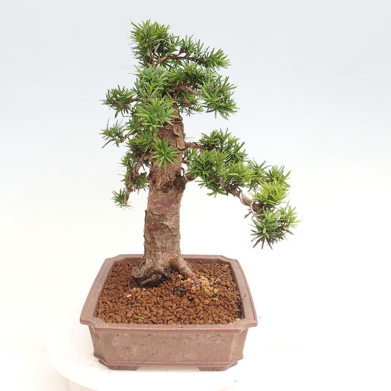 Venkovní bonsai - Taxus cuspidata  - Tis japonský