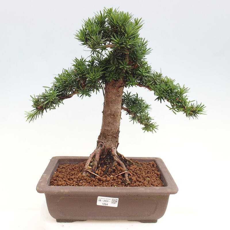 Venkovní bonsai - Taxus cuspidata  - Tis japonský