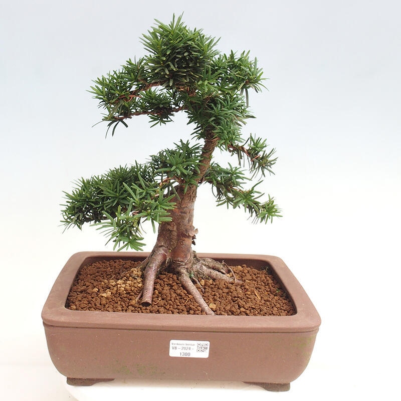 Venkovní bonsai - Taxus cuspidata  - Tis japonský