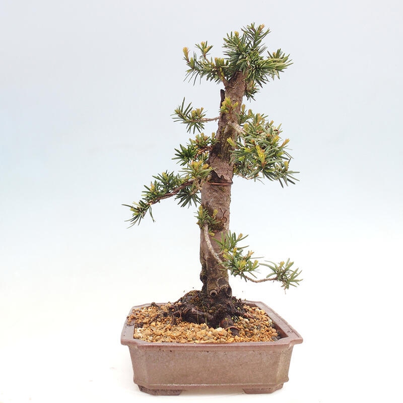 Venkovní bonsai - Taxus cuspidata  - Tis japonský