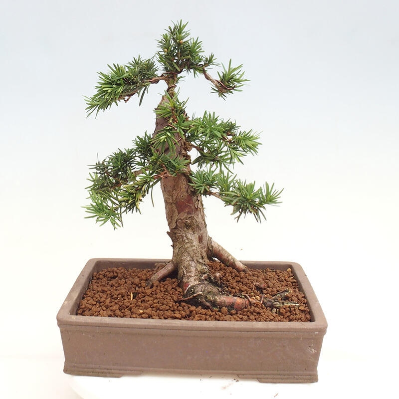 Venkovní bonsai - Taxus cuspidata  - Tis japonský