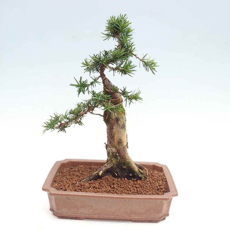 Venkovní bonsai - Taxus cuspidata  - Tis japonský