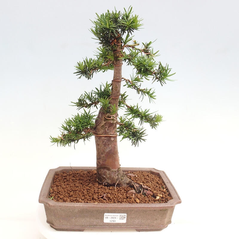 Venkovní bonsai - Taxus cuspidata  - Tis japonský