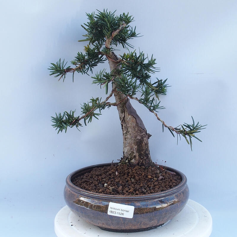 Venkovní bonsai - Taxus cuspidata  - Tis japonský