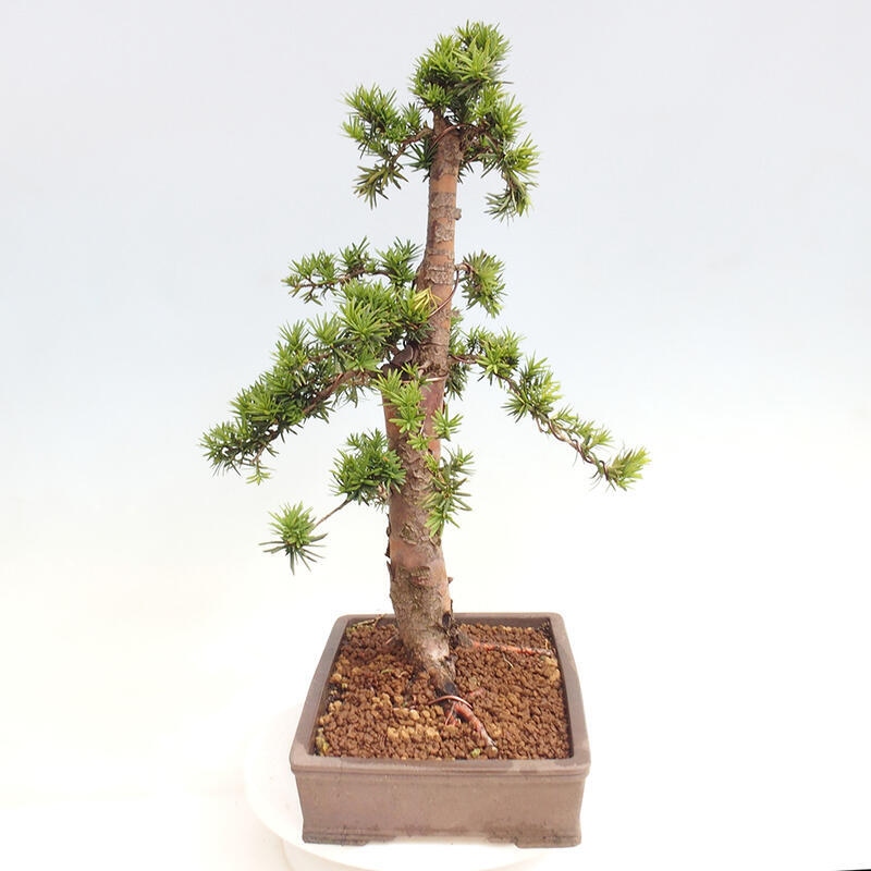 Venkovní bonsai - Taxus cuspidata  - Tis japonský