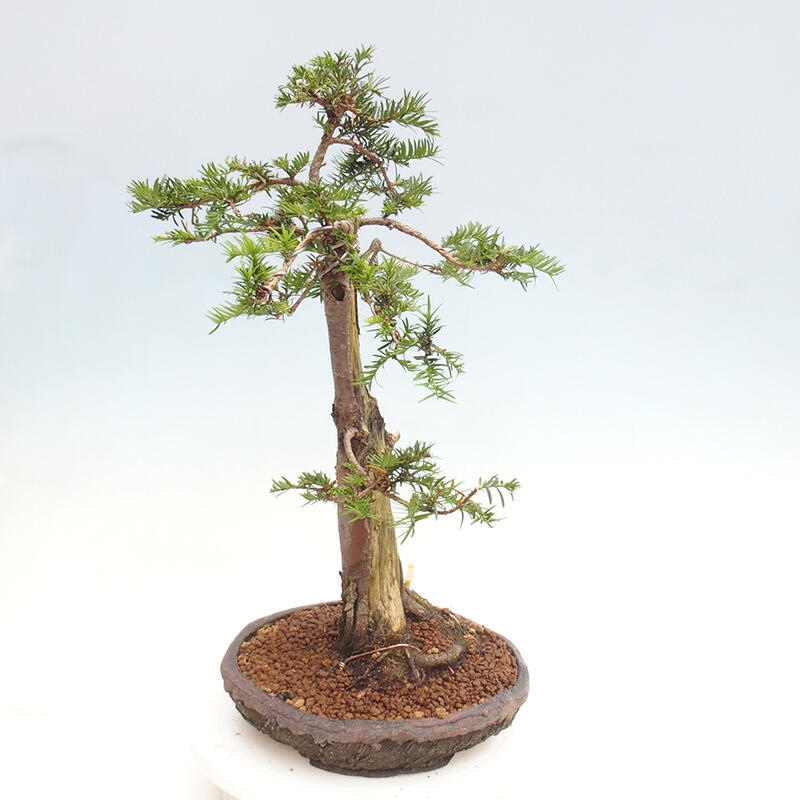 Venkovní bonsai - Taxus cuspidata  - Tis japonský