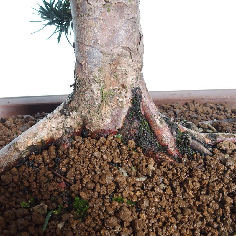 Venkovní bonsai - Taxus cuspidata  - Tis japonský