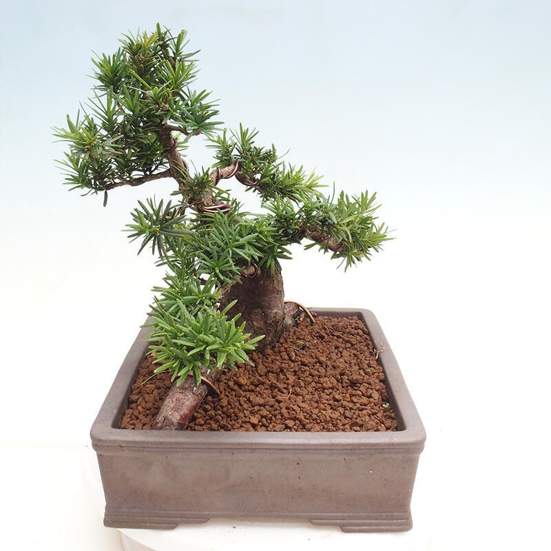 Venkovní bonsai - Taxus cuspidata  - Tis japonský