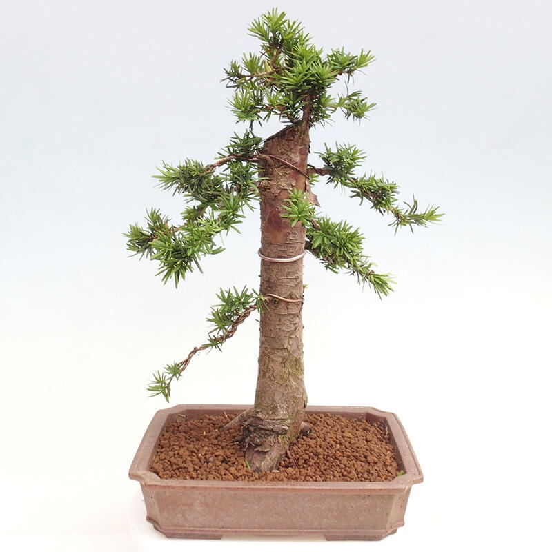 Venkovní bonsai - Taxus cuspidata  - Tis japonský