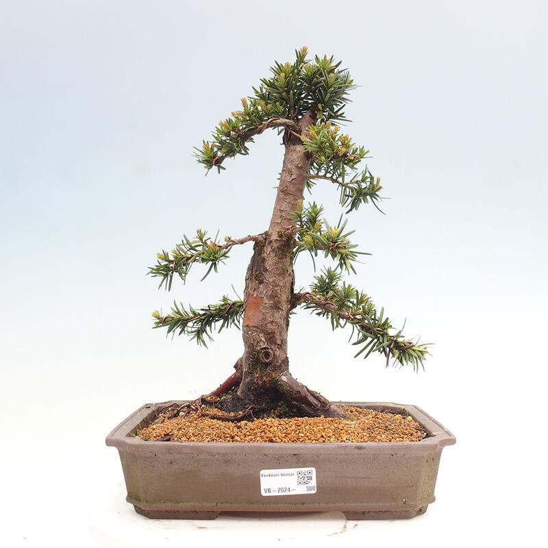 Venkovní bonsai - Taxus cuspidata  - Tis japonský