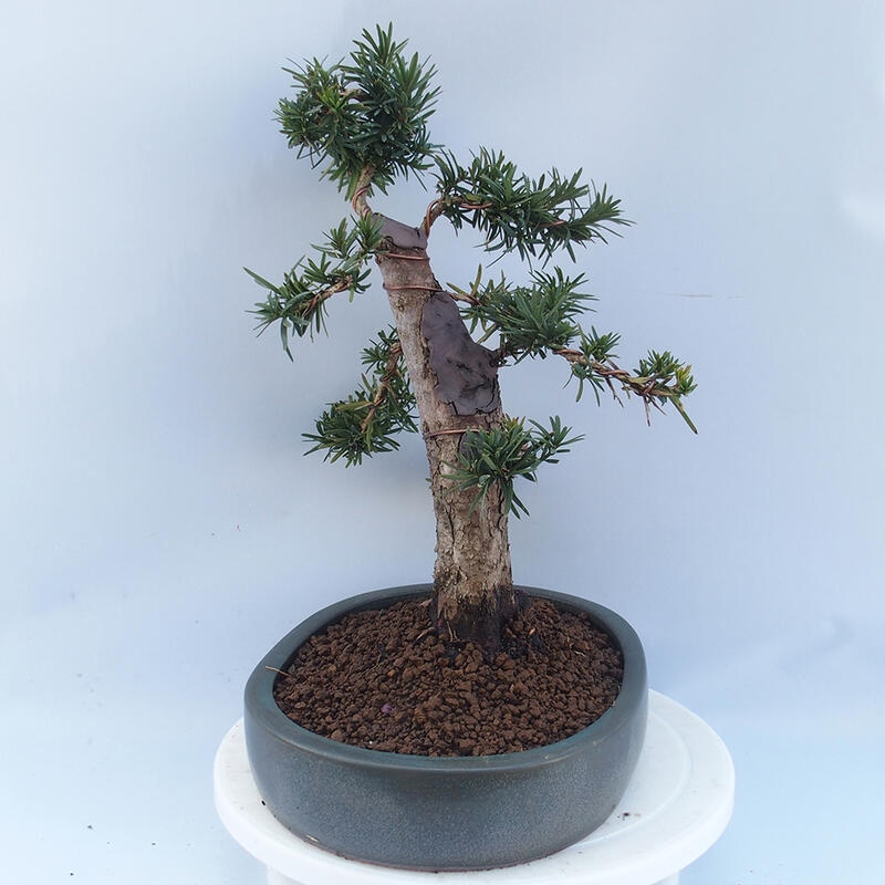 Venkovní bonsai - Taxus cuspidata  - Tis japonský