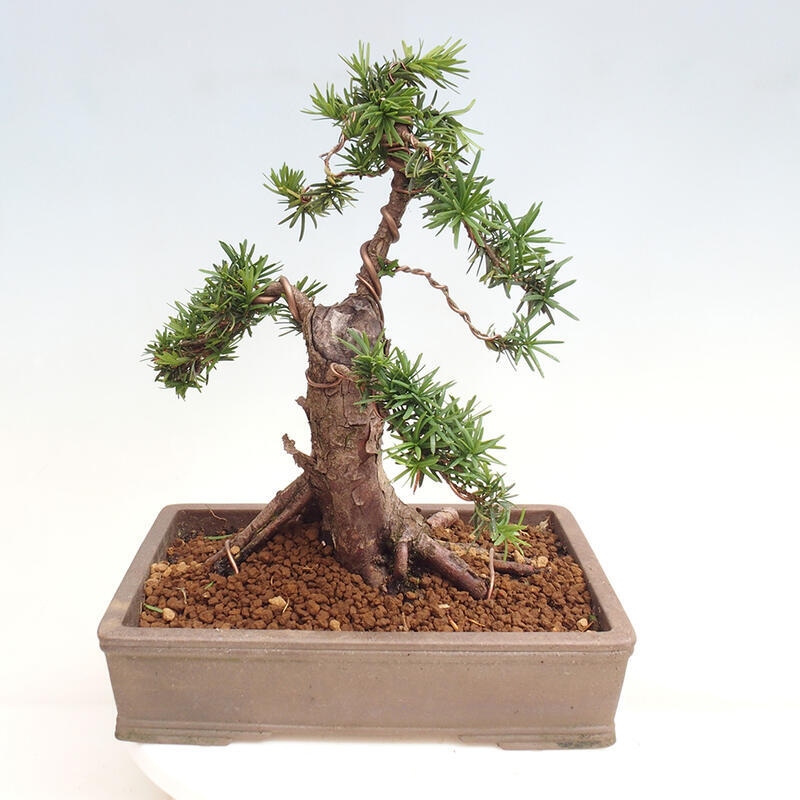 Venkovní bonsai - Taxus cuspidata  - Tis japonský