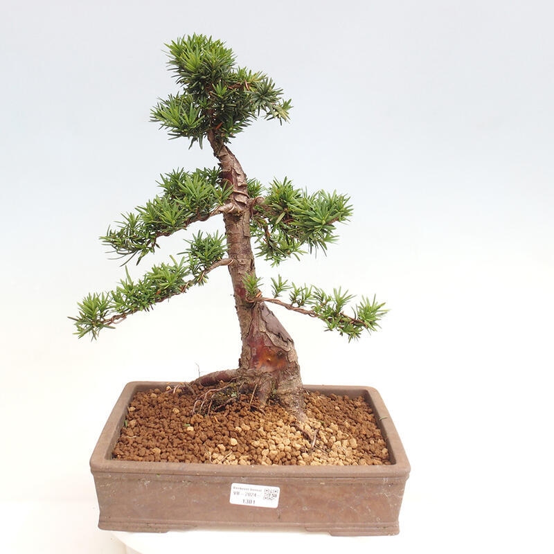 Venkovní bonsai - Taxus cuspidata  - Tis japonský