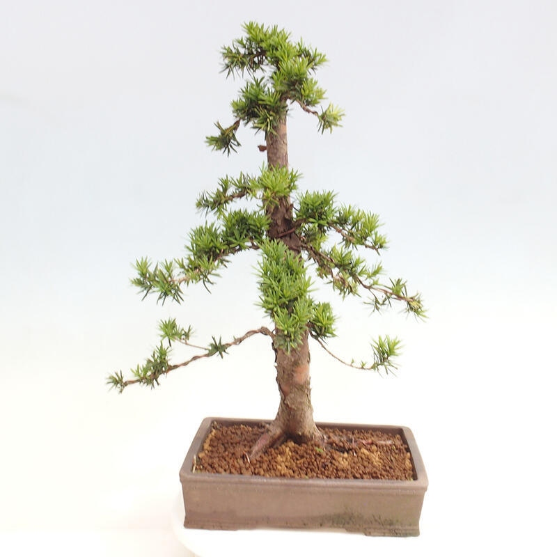 Venkovní bonsai - Taxus cuspidata  - Tis japonský