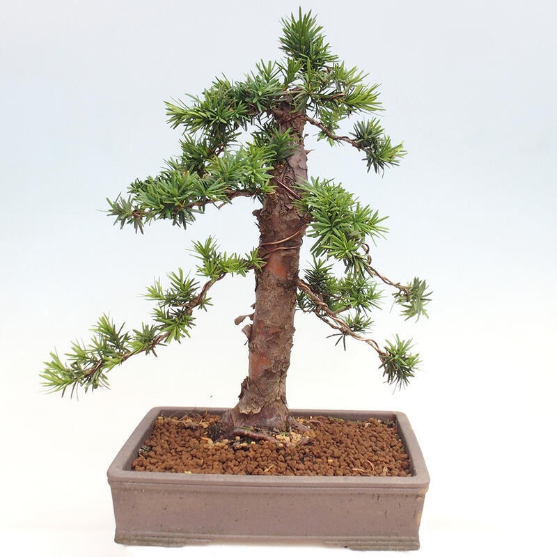 Venkovní bonsai - Taxus cuspidata  - Tis japonský